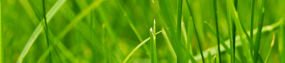 云呼试用三分钟